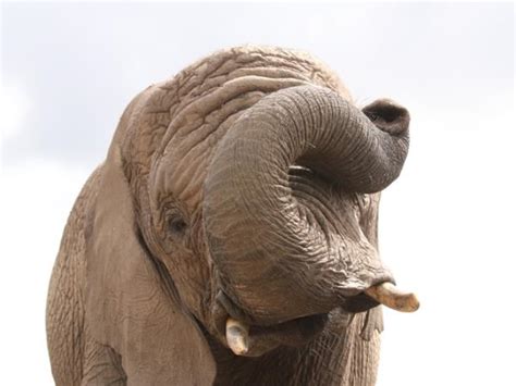 Volunteer With Elephants In South Africa 1 Week Responsible Travel