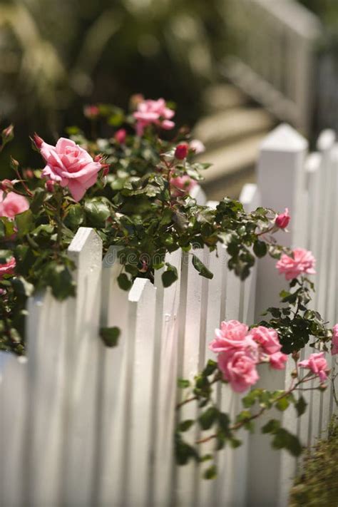 1544 Garden Fence Pink Roses Stock Photos Free And Royalty Free Stock