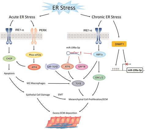 The Role Of Endoplasmic Reticulum Stress In The Development Of Fibrosis
