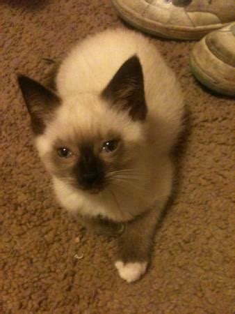 Beautiful Short Hair Female Siamese Cat For Adoption For Sale In Blyn