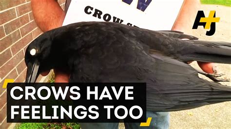 Crows Hold Funerals And Remember Enemies Youtube