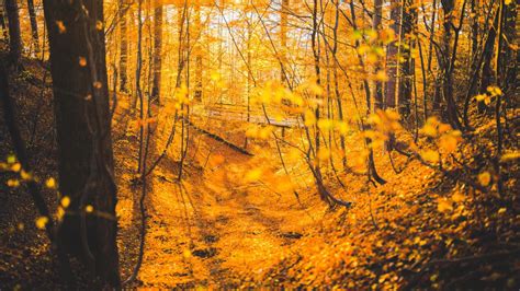 1366x768 Autumn Forest Trees 5k 1366x768 Resolution Hd 4k Wallpapers