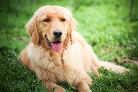 Rosalind and barkley's puppies will be 6th generation goldendoodles (58% standard/miniature poodle and 42% golden retriever). Goldendoodle Breeders & Puppies for Sale & Adoption in ...