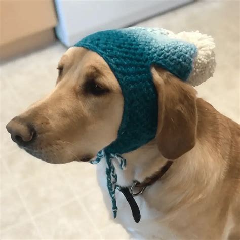 Crochet Dog Hat Sitncrochet 2023