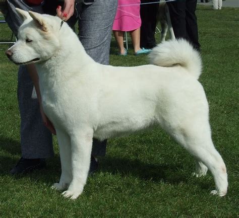 White Japanese Akita A Larger Version Of My Baby Tobie Who Is A