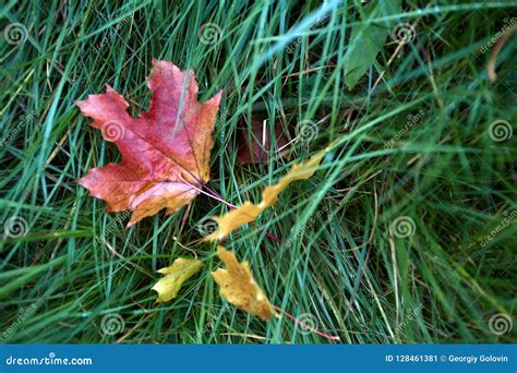 Falling Oak Leaves On The Scenic Autumn Forest Illuminated Stock Image