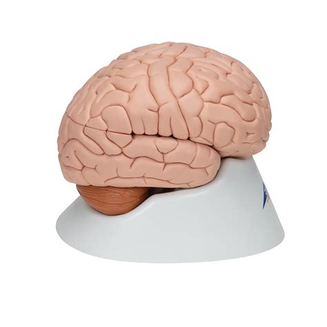 Anatomical Teaching Models Plastic Human Brain Models 8 Part Brain