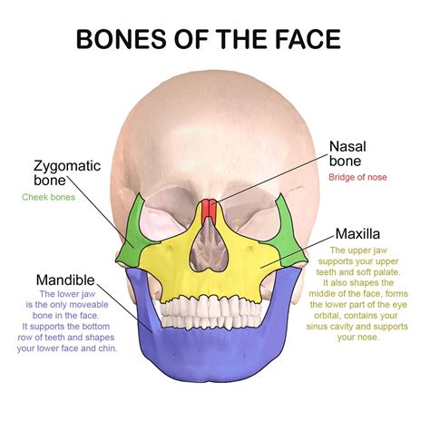 Facial Bones And Their Function Facial Bones Bone Healing Human