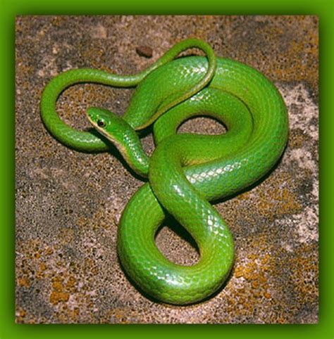 Green Smooth Snake The Smooth Greensnake Opheodrys Vernalis Is A