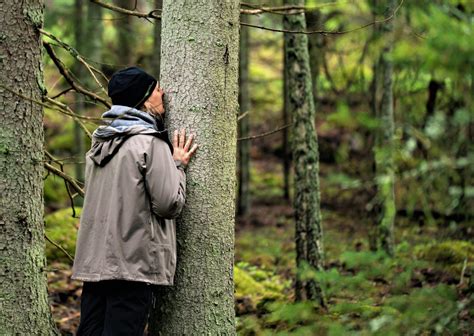 Forest Bathing Scandinavian Nature And Forest Therapy Institute Och