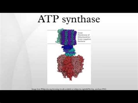 Atp is the main energy molecule used in cells. ATP synthase - YouTube