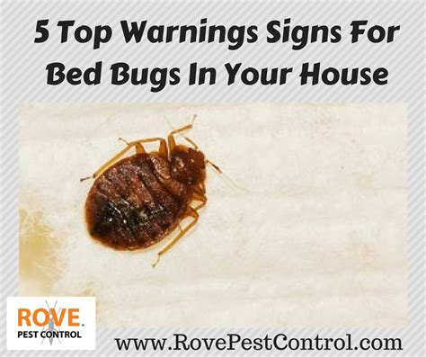 Unfortunately, bed bugs can be hard to find. 5 Top Warnings Signs For Bed Bugs In Your House - Rove ...