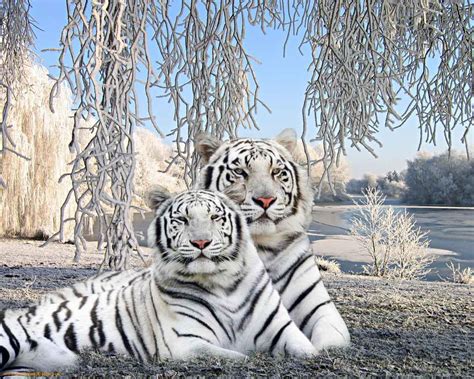 Available in many file formats including max, obj, fbx, 3ds, stl, c4d, blend, ma, mb. Baby White Tiger Wallpapers - Wallpaper Cave