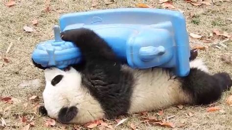 Giant Panda Cubs Cute Snuggling With Toys Youtube
