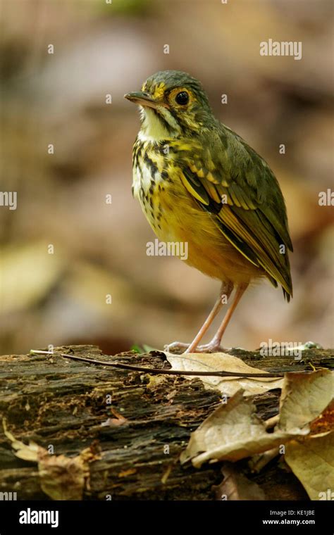 Spotted Antpitta Hi Res Stock Photography And Images Alamy