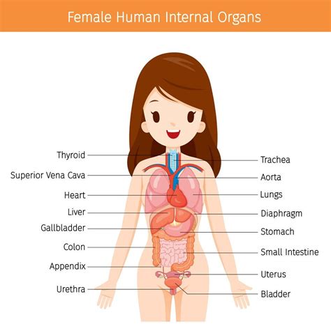 Female body and face chart, front and back view with head close up. Initiation to Anatomy - Class for Kids — Childsplay