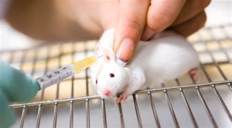 These Cosmetic Companies Support Animal Testing! Avoid ...