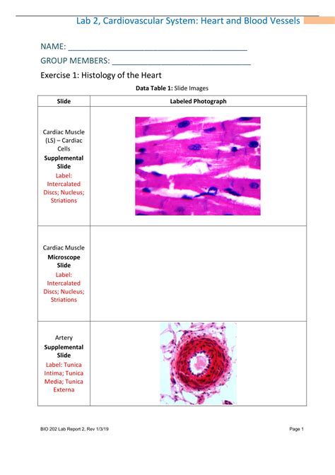 Bio202week2cardiovascularsystemlabreportlab 2 Cardiovascular