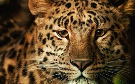 Is listed as vulnerable by iucn since 2002. List of Big Cats | Earth's Largest Wild Cats - BigCatsWildCats