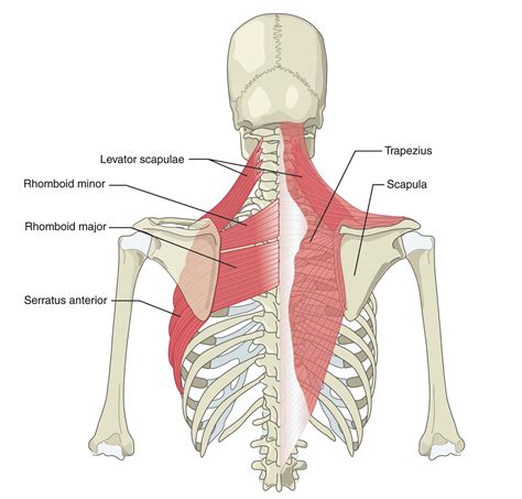 Neck Strain And Sprain 🏥singapore Orthopaedic And Sports Medicine