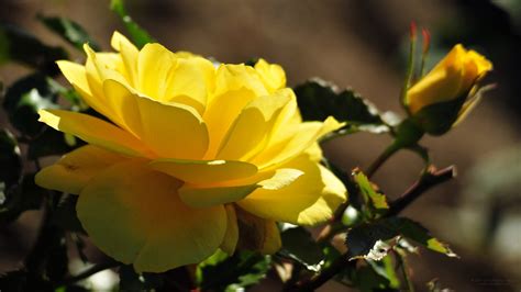 Beautiful Yellow Rose Blossom Wallpapers And Images Wallpapers