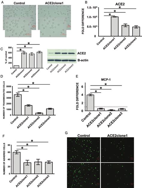 Morphology And Behaviour Of Thp 1 Monocytes Overexpressing Ace2 Thp 1