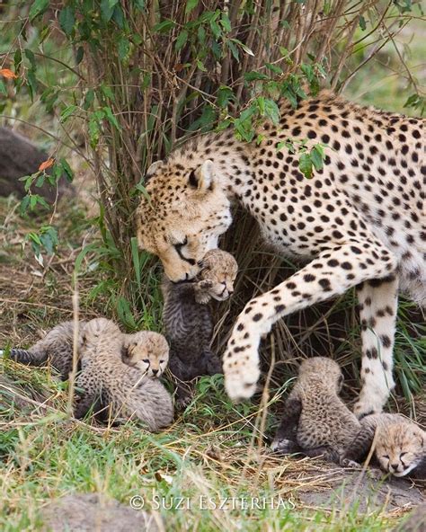 Suzi Eszterhas Photography Photo Of The Day Cheetah Mother With Her