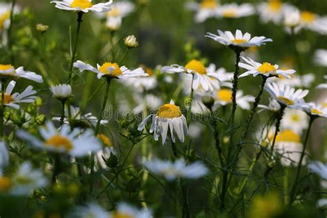 G Nsebl Mchen Stockbild Bild Von Tageslicht Garten