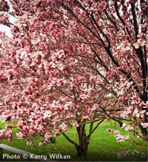 Fast growing flowering trees zone 9. 30 best images about Fountains on Pinterest | Gardens ...