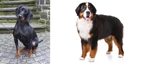 Bernese Mountain Dog Vs Austrian Black And Tan Hound Breed Comparison