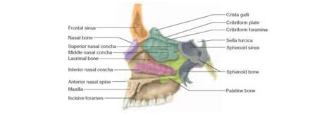 Form the bottom of the orbitals and nasal cavities, and also the roof of the also known as turbinate bone and nasal concha. Cranial Bones - Unity Companies - RR School Of Nursing