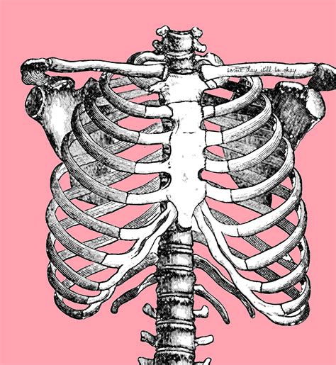 Human Anatomy Ribs Pictures Thorax Skeleton Clipart Etc The