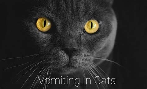 Cat Vomiting Blood Hematemesis Cat World