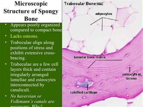 Fruit Microscopic Structure Of Cancellous Bone
