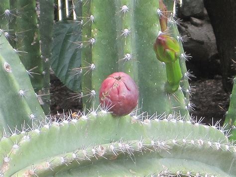 Cereus peruvianus is also commonly known as the 'peruvian apple cactus'. Peruvian Apple Cactus (Cereus peruvianus) in Detroit Ann ...