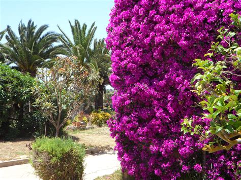 Fotos Gratis Flor Florecer Verano Arbusto Mediterráneo Hojas