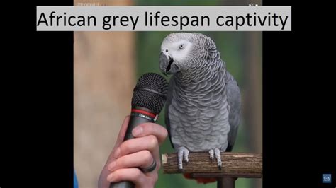 African Grey Lifespan Captivity? - Featherland Bird Cage