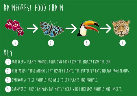 Our ks1 food chain resources also provide great end of the unit assessment packs which means you can monitor your children's progress throughout the topic. rainforest-food-chain.jpg 3,508×2,480 pixels | School ...