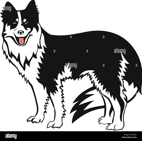 Border Collie Working Stock Vector Images Alamy