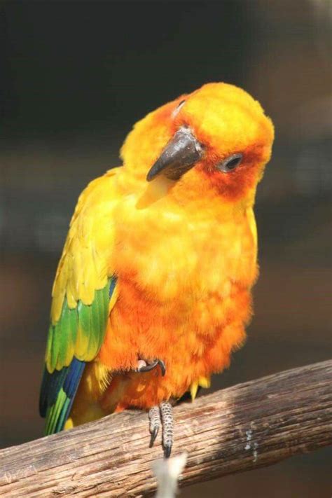 Sun Conure Looking Intently At Something Beautiful Birds Pretty