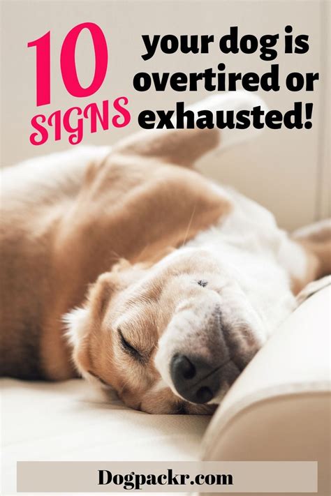 10 Signs And Symptoms Your Dog Is Overtired Or Exhausted