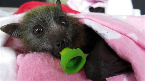 A Basket Of Baby Bats Youtube