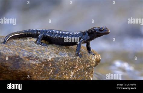 European Alpine Salamander Stock Videos Footage HD And 4K Video