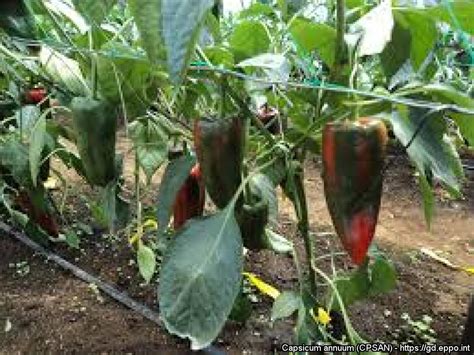 If you do not find the exact resolution you are looking for, then go for a native or higher resolution. Capsicum annuum (CPSAN)Photos| EPPO Global Database