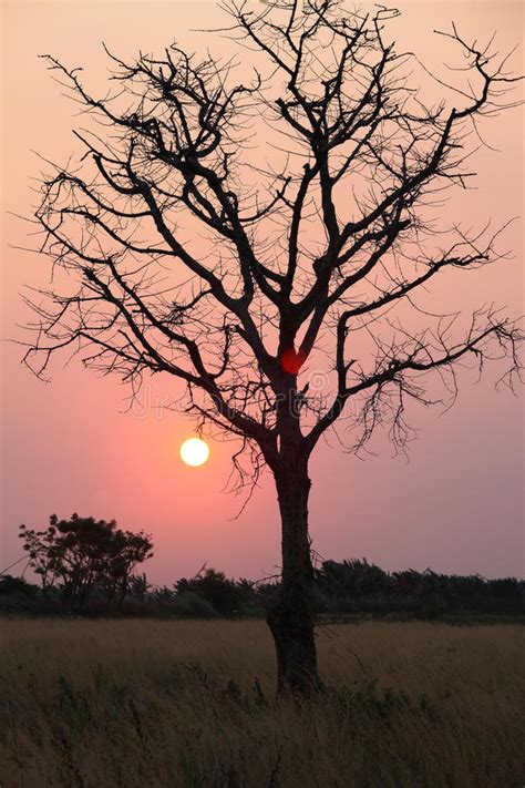 Vast Savanna In Namibia Africa Stock Photo Image Of Bright Serene