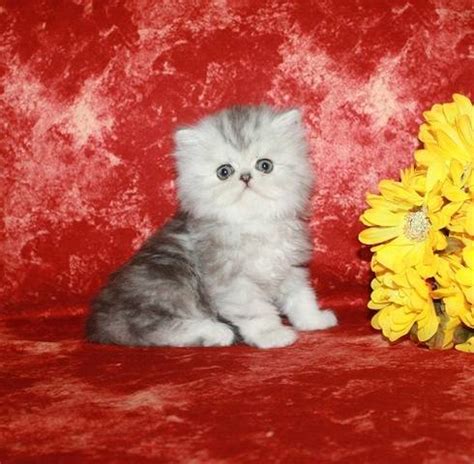 Producing elite, shimmering chinchilla, glimmering shaded silver, radiant golden, and dazzling blue eyed white Chinchilla Silver Persian kittens FOR SALE ADOPTION from ...