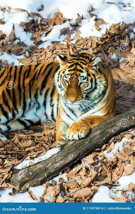 Big Tiger In The Snow The Beautiful Wild Striped Cat In Open Woods