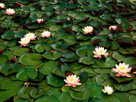 Free Download Water Lilies Wallpapers 1024x768 For Your Desktop