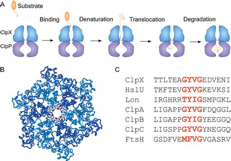 Role Of The Processing Pore Of The Clpx Aaa Atpase In The Recognition