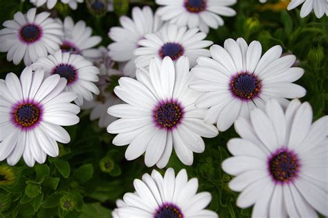 White Daisy With Purple Center Free Photo On Pixabay